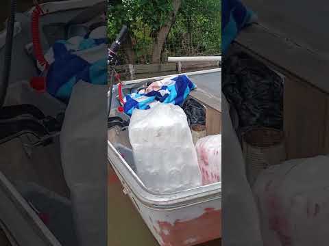 El río sigue subiendo en Isla del Cerrito Chaco: viviendo con el niño (parte 1)