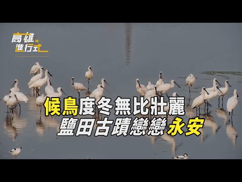 候鳥度冬無比壯麗 鹽田古蹟戀戀永安 ◆高雄進行式