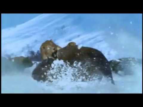 Monsters We Met - Smilodon & Bison