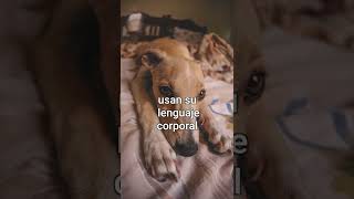 ¿Por qué SUSPIRAN los PERROS 01#shorts #perros