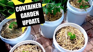 Container Gardening May 2016 | Update