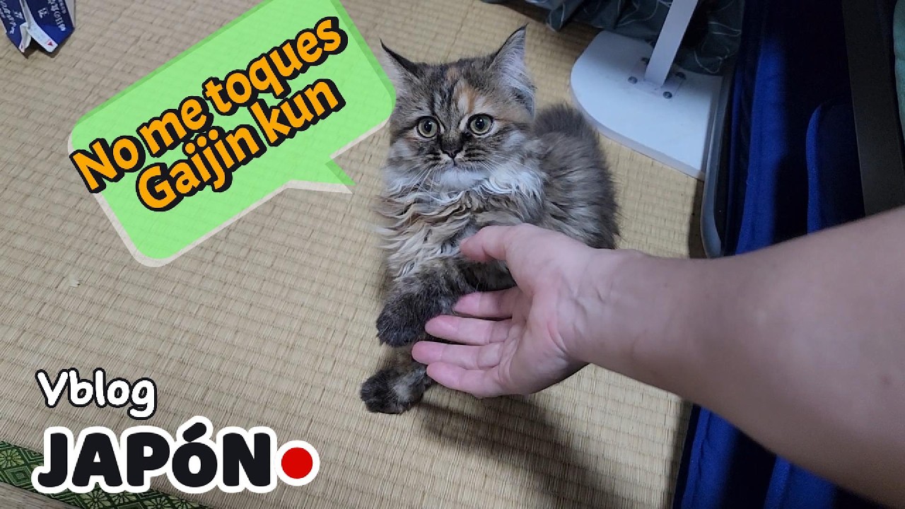 Adopté un gato en japón y me cambió la vida