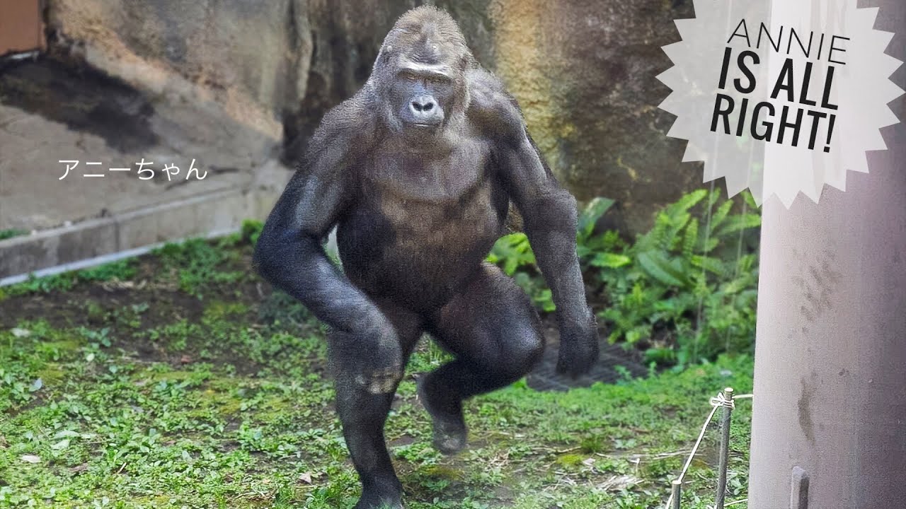 Injured Gorilla ANNIE is recovering now | Update on GENTARO & ANNIE