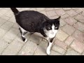 A Stray Tuxedo Cat With A Pink Nose Is Pregnant And Wants Attention And Food