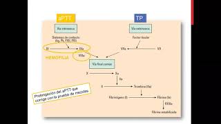 Trastornos hemorrágicos (Parte 2)