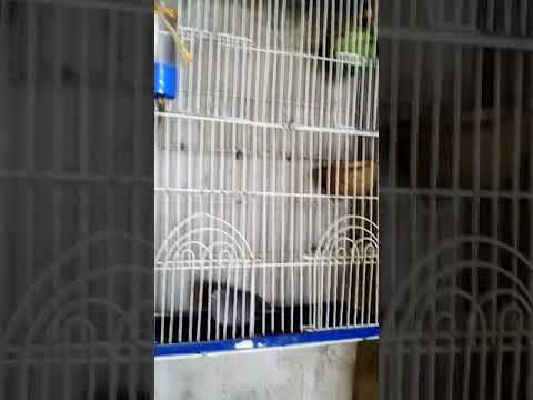 Mis Tortolitas escamosa(torcasitas)