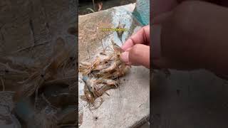 Download lagu Cara Aku Ngupas Udang Buat Ikan Channa 😁 #channa #limbata #tutorial #shortvideo #auranti #shorts mp3