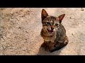 Baby Cat Meowing Very Loudly Angry Or Hungry