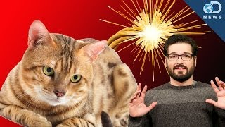Cat Bombs and Other Terrible Weapon Ideas