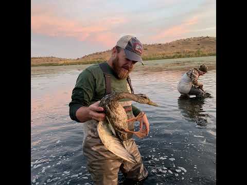 Duck banding in Washington