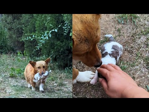 Stray dog and puppies