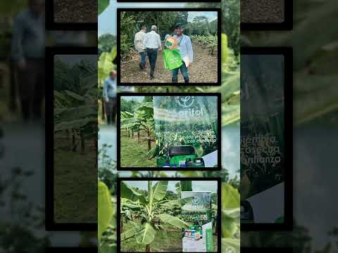 Dia de campo Banano, en Carepa, Antioquia. #plantas #banano #agrocolombiano #agricultura #cultivo