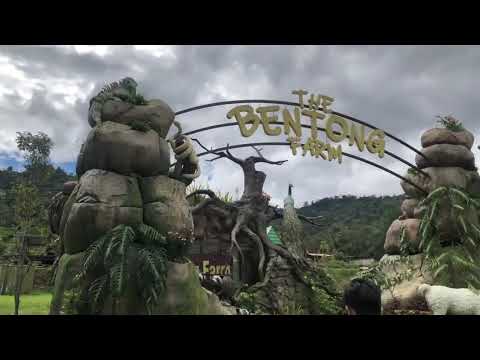 The bentong farm 13/11/2021