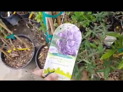 Garden Center Tour Spring 2019 #3