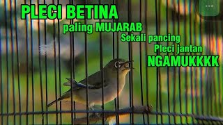 Download lagu Pleci betina birahi ngeciran paling jitu perangsang pleci jantan cepat gacor mp3