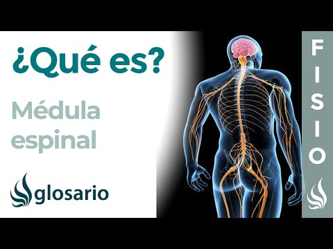 Cómo signar Médula Espinal en LSE