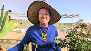 ROSAS DO DESERTO COM ESPINHOS: PACHYPODIUM 
