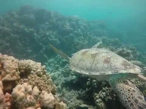 Video thumbnail — Green Sea Turtle Marsa Alam Rowan Byrne