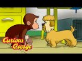 George Goes To A Dog Show Curious George Kids Cartoon Kids Movies