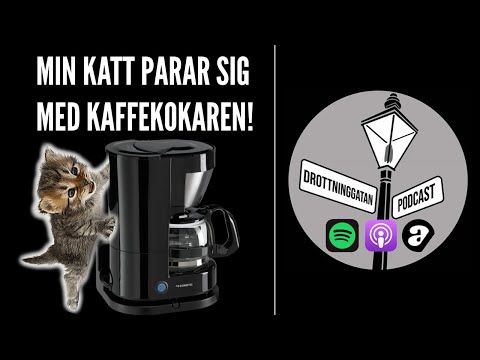 Kastrera Katter | Drottninggatan Podcast