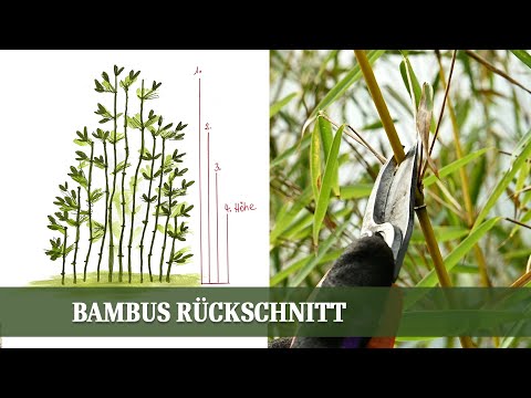 Bambus richtig zurückschneiden: Tipps und Tricks für ein gesundes Wachstum