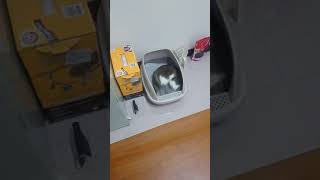   [問題/行為] 貓咪在貓沙這樣正常嗎？