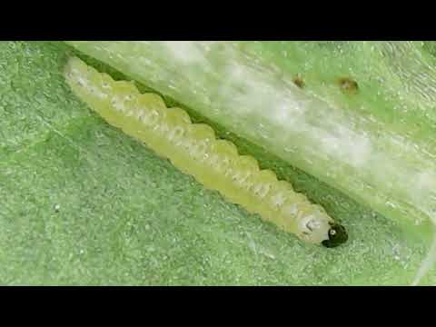 AGRO PREPORUKA - Zaštita kupusa za jesenju proizvodnju