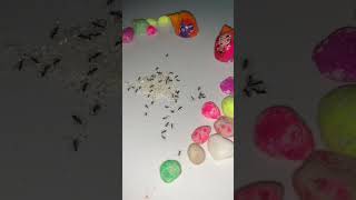 Download lagu Ada gula ada semut🐜 #ants #semut #shorts mp3