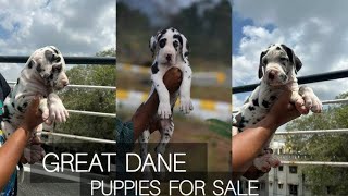 Great dane puppy for sale | Kci registered great dane puppy for sale | By Dogsbreedofficial 2024