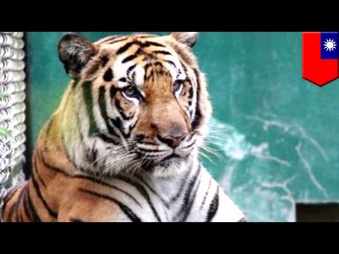 Tygrys Bengalski ucieka z klatki w zoo w Taipei