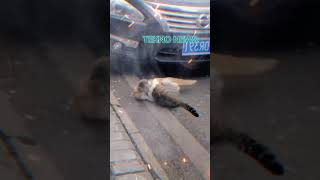 Download lagu Video Lucu Kucing Berkelahi  #kucing #shorts #short mp3