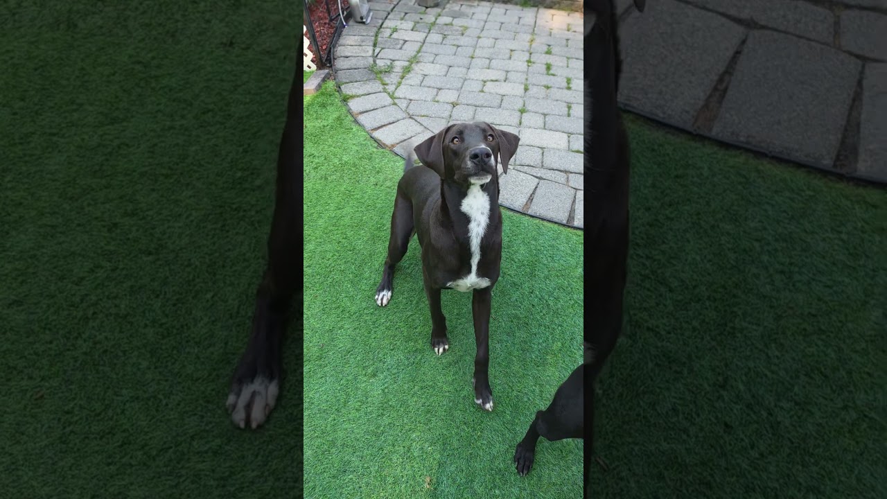 Enlarge Cogsworth, a Adopted mixed breed in Blairstown, NJ video 4/5