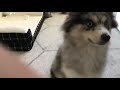 Very Good Boy Knows How To Sit Down And Give Paw
