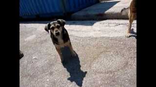 preview picture of video 'Wilde honden voeren in stad Petra, Lesbos Griekenland. Feed the dogs @ Petra Greece.'