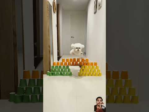 Hard😢 to➡ hard challenge #dog 🐶🐕 cute🐶 puppy🐶#funny 😝😆#subscribe #subscribe #shorts #viralvideo