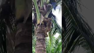 Download lagu This Monkey Picks Coconuts Very Quickly mp3