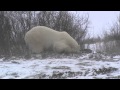 Drunk Polar Bears
