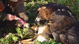 A day on the Lincolnshire Wolds Flying Golden Eagles!