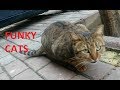 Funky And Timid Street Cats Tuxedo Cat Meowing For Food