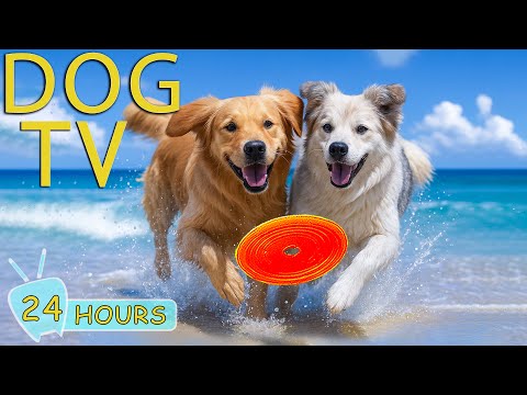 DOG TV: Videos Entertain for Dogs to Watch to No-Anxiety When Home Alone - Best Happy Music for Dogs