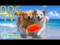 DOG TV Videos Entertain For Dogs To Watch To No Anxiety When Home Alone Best Happy Music For Dogs