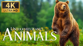 Untouched Planet Animals 4K 🐻  Exploring the Depths of Earth's Wildlife Habitats with Relax Piano