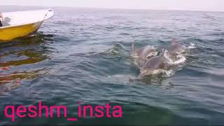 preview picture of video 'Qeshm island #dolphin'