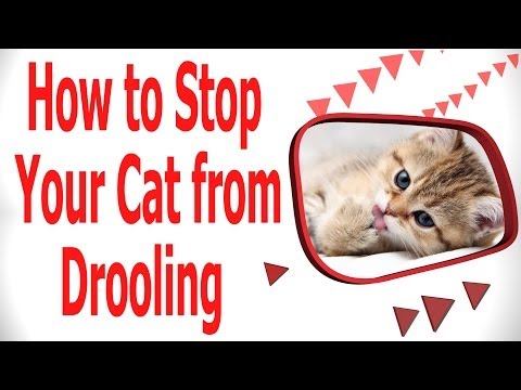 How to Stop Your Cat From Drooling on You