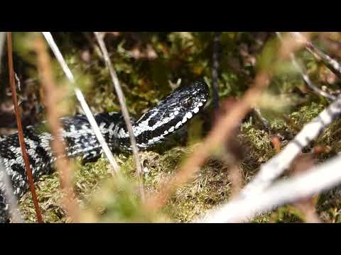 P1100354 huggorm byngja 13 04 18