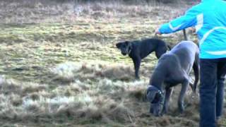 Jildadanes playing and Tank at Crufts