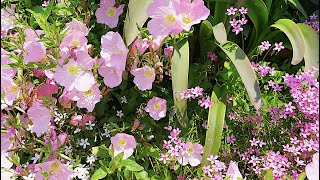 Jeju island South Korea🍊best things to do🍊farmland🌊ocean🚲windmill🚲orange🍗 fried chicken 🍊kimchi