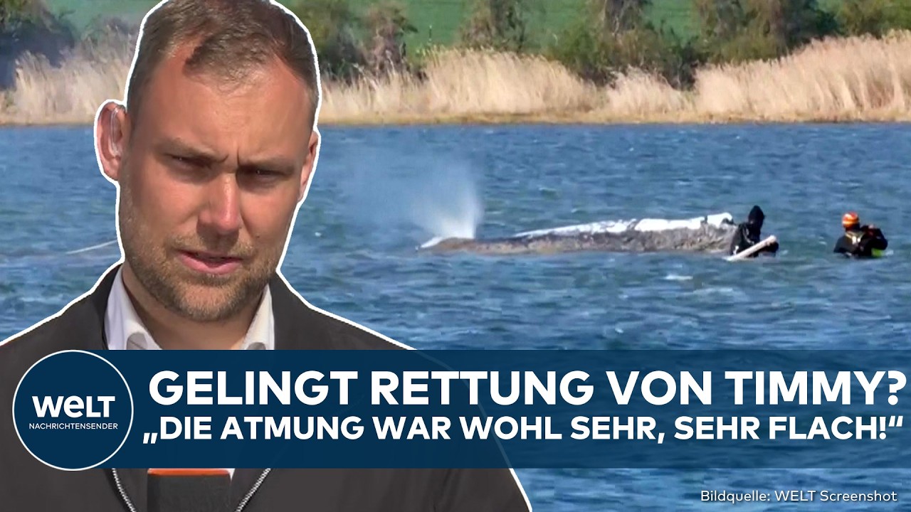 INSEL POEL: Finale beim Wal-Drama? Plan angelaufen! Timmy soll in Nordsee geschleppt werden