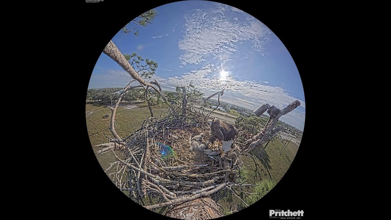 Southwest Florida Eagle Cam - Cam 360