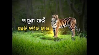 Two Special Teams From Kanha Tiger Reserve To Tranquilize Sundari In Satkosia